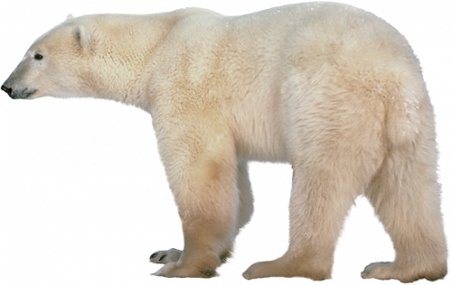 polar bear transparent png